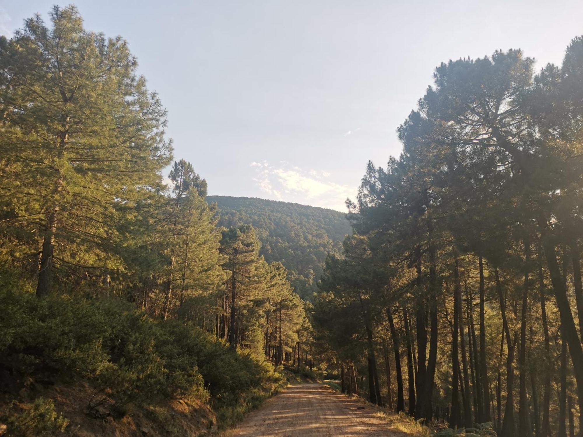 Bonita Casa En El Bosque - El Tiemblo Villa Exteriör bild